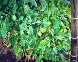 Pianta di pomodoro con frutti acerbi